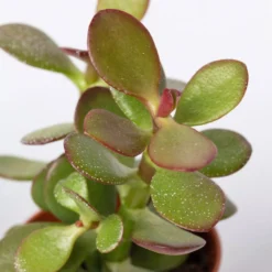 Sukkulenten Im Dekotopf 'Glazed Pink', Verschiedene Arten, Topf-Ø 6 Cm, 3er-Set -Zimmer & Garten Verkäufe 0225200733 Sukkulenten Set in Topf Scandic terrac 3er Set 9 1