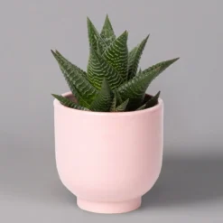 Sukkulenten Im Dekotopf 'Glazed Pink', Verschiedene Arten, Topf-Ø 6 Cm, 3er-Set -Zimmer & Garten Verkäufe 0225200736 Sukkulenten Set in Topf Glazed Pink 3er Set 3