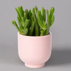 Sukkulenten Im Dekotopf 'Glazed Pink', Verschiedene Arten, Topf-Ø 6 Cm, 3er-Set -Zimmer & Garten Verkäufe 0225200736 Sukkulenten Set in Topf Glazed Pink 3er Set 6