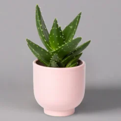 Sukkulenten Im Dekotopf 'Glazed Pink', Verschiedene Arten, Topf-Ø 6 Cm, 3er-Set -Zimmer & Garten Verkäufe 0225200736 Sukkulenten Set in Topf Glazed Pink 3er Set 7