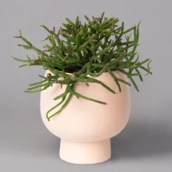 Korallenkaktus Im Dekotopf 'Scandic Nude', In Sorten, Topf-Ø 9 Cm, 2er-Set -Zimmer & Garten Verkäufe 0225200740 Rhipsalis Set in Topf Scandic nude 2er Set 3