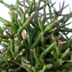 Korallenkaktus Im Dekotopf 'Scandic Nude', In Sorten, Topf-Ø 9 Cm, 2er-Set -Zimmer & Garten Verkäufe 0225200740 Rhipsalis Set in Topf Scandic nude 2er Set 4