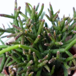 Korallenkaktus Im Dekotopf 'Scandic Nude', In Sorten, Topf-Ø 9 Cm, 2er-Set -Zimmer & Garten Verkäufe 0225200740 Rhipsalis Set in Topf Scandic nude 2er Set 5