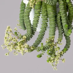 Felsen-Dickblatt 'Hottentot', In Ampeltopf, Topf-Ø 14 Cm -Zimmer & Garten Verkäufe 0230200325 Crassula Marnieriana Hottentot Ampel 1 4 117824