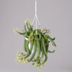 Felsen-Dickblatt 'Hottentot', In Ampeltopf, Topf-Ø 14 Cm -Zimmer & Garten Verkäufe 0230200325 Crassula Marnieriana Hottentot Ampel 1 117823