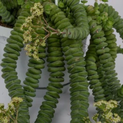 Felsen-Dickblatt 'Hottentot', In Ampeltopf, Topf-Ø 14 Cm -Zimmer & Garten Verkäufe 0230200325 Crassula Marnieriana Hottentot Ampel 2 117160