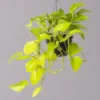 Efeutute 'Golden Pothos' In Blumenampel, Topf-Ø 15 Cm