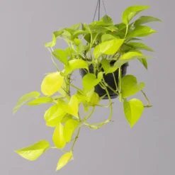 Efeutute 'Golden Pothos' In Blumenampel, Topf-Ø 15 Cm