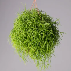 Rhipsalis Baccifera 'Oasis', In Blumenampel, Topf-Ø 14 Cm, Höhe Ca. 25 Cm