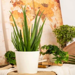 Aloe Vera, Topf-Ø 17 Cm, Höhe Ca. 55 Cm 9 Aloe Vera, Topf-Ø 17 Cm, Höhe Ca. 55 Cm -Zimmer & Garten Verkäufe 025010 Aloe vera1