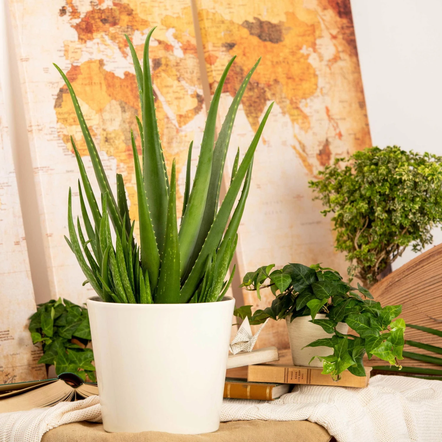 Aloe Vera, Topf-Ø 17 Cm, Höhe Ca. 55 Cm 4 Aloe Vera, Topf-Ø 17 Cm, Höhe Ca. 55 Cm – Bild 4