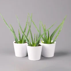 Aloe Vera In Keramiktopf Dallas Weiß, Topf-Ø 12 Cm, Höhe Ca. 20-35 Cm, 3er-Set -Zimmer & Garten Verkäufe 0250102821 Aloe vera Dallas weiss 3er Set