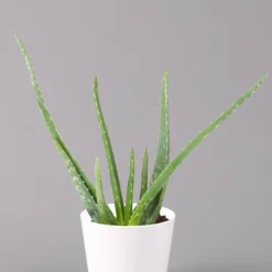 Aloe Vera In Keramiktopf Dallas Weiß, Topf-Ø 12 Cm, Höhe Ca. 20-35 Cm, 2er-Set -Zimmer & Garten Verkäufe 0250103025 Aloe vera Dallas weiss 2