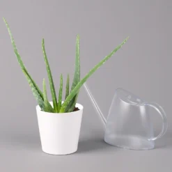 Aloe Vera In Keramiktopf Dallas Weiß, Topf-Ø 12 Cm, Höhe Ca. 20-35 Cm, 2er-Set -Zimmer & Garten Verkäufe 0250103025 Aloe vera Dallas weiss 3