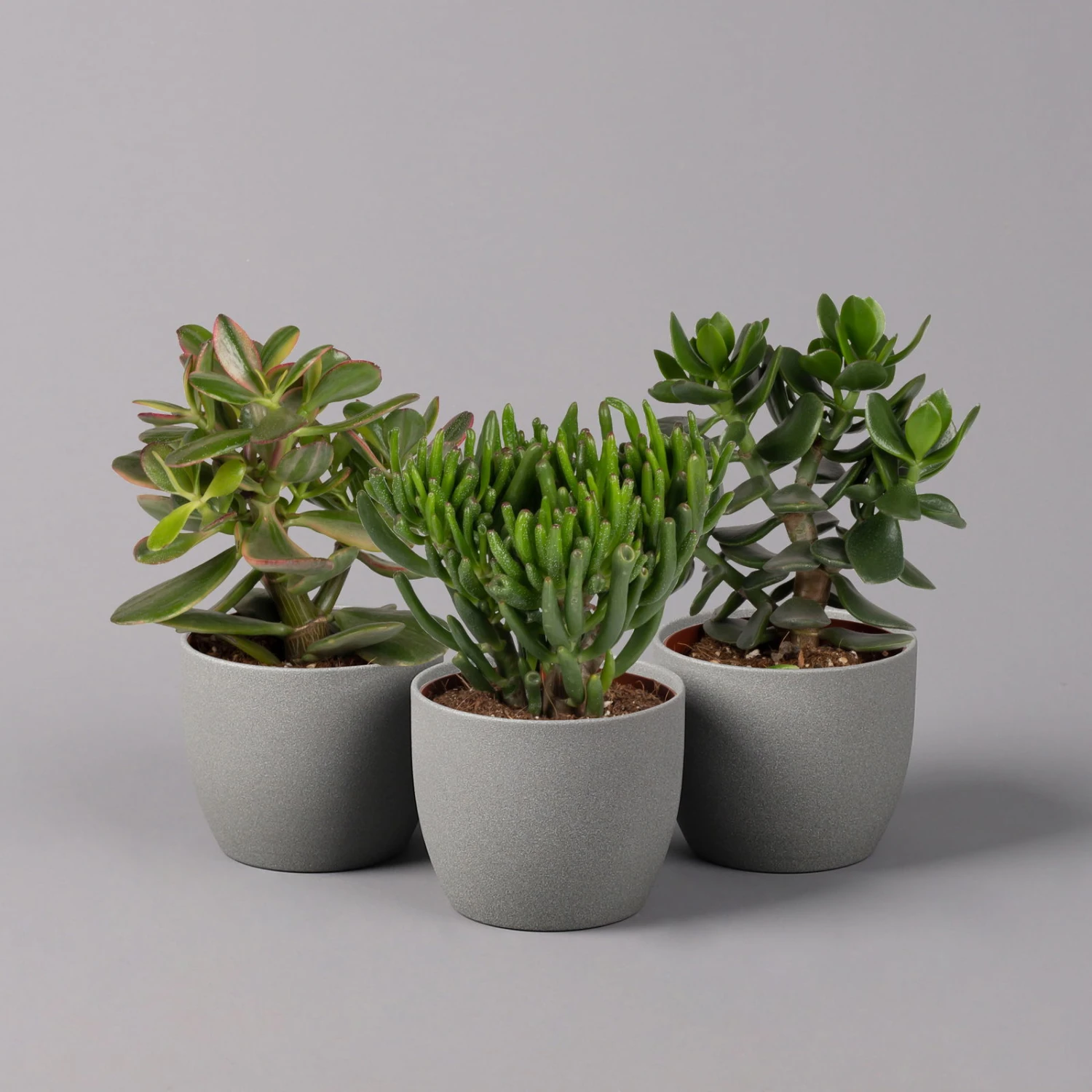 Geldbaum, Verschiedene Formen, Topf-Ø 12 Cm, Höhe Ca. 20 Cm, 3er-Set 1 Geldbaum, Verschiedene Formen, Topf-Ø 12 Cm, Höhe Ca. 20 Cm, 3er-Set