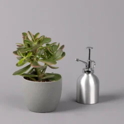 Geldbaum, Verschiedene Formen, Topf-Ø 12 Cm, Höhe Ca. 20 Cm, 3er-Set 21 Geldbaum, Verschiedene Formen, Topf-Ø 12 Cm, Höhe Ca. 20 Cm, 3er-Set -Zimmer & Garten Verkäufe 0250103046 Crassula ovata Sorte nach Verfuegbarkeit 11