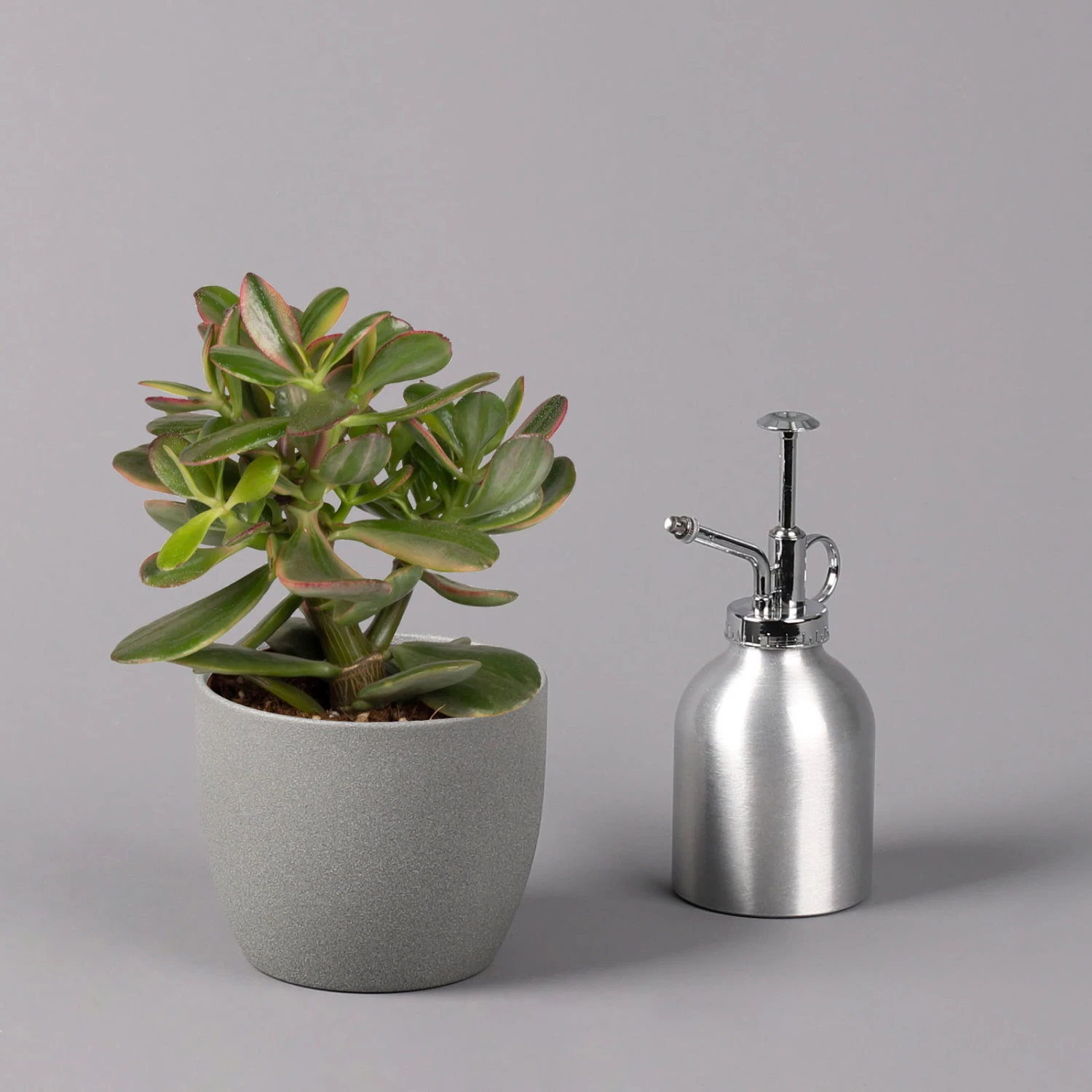 Geldbaum, Verschiedene Formen, Topf-Ø 12 Cm, Höhe Ca. 20 Cm, 3er-Set 8 Geldbaum, Verschiedene Formen, Topf-Ø 12 Cm, Höhe Ca. 20 Cm, 3er-Set - Image 8