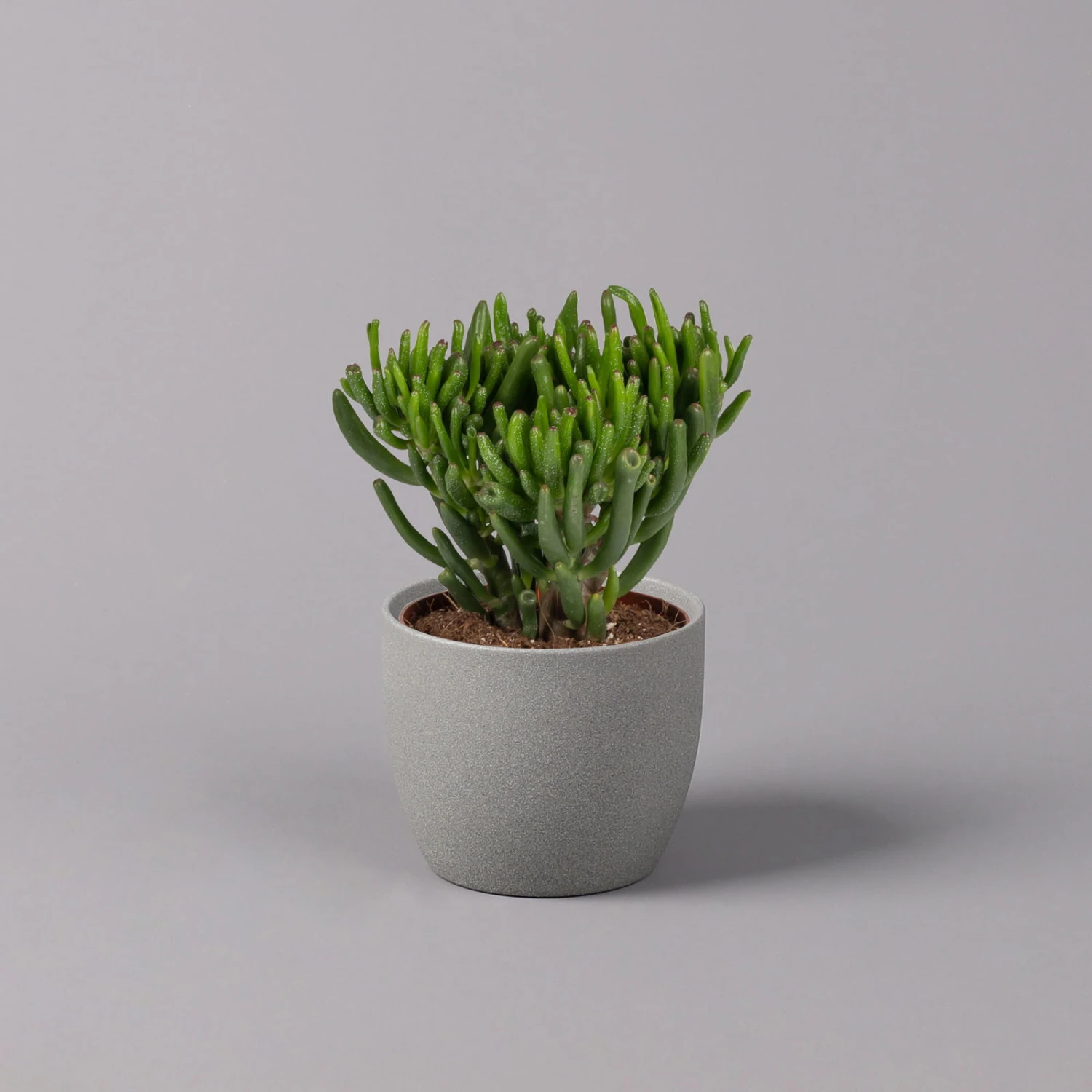 Geldbaum, Verschiedene Formen, Topf-Ø 12 Cm, Höhe Ca. 20 Cm, 3er-Set 2 Geldbaum, Verschiedene Formen, Topf-Ø 12 Cm, Höhe Ca. 20 Cm, 3er-Set - Image 2