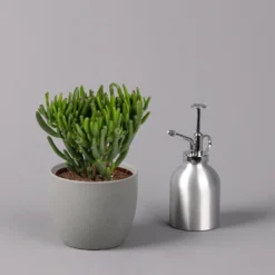 Geldbaum, Verschiedene Formen, Topf-Ø 12 Cm, Höhe Ca. 20 Cm, 3er-Set 17 Geldbaum, Verschiedene Formen, Topf-Ø 12 Cm, Höhe Ca. 20 Cm, 3er-Set -Zimmer & Garten Verkäufe 0250103046 Crassula ovata Sorte nach Verfuegbarkeit 5