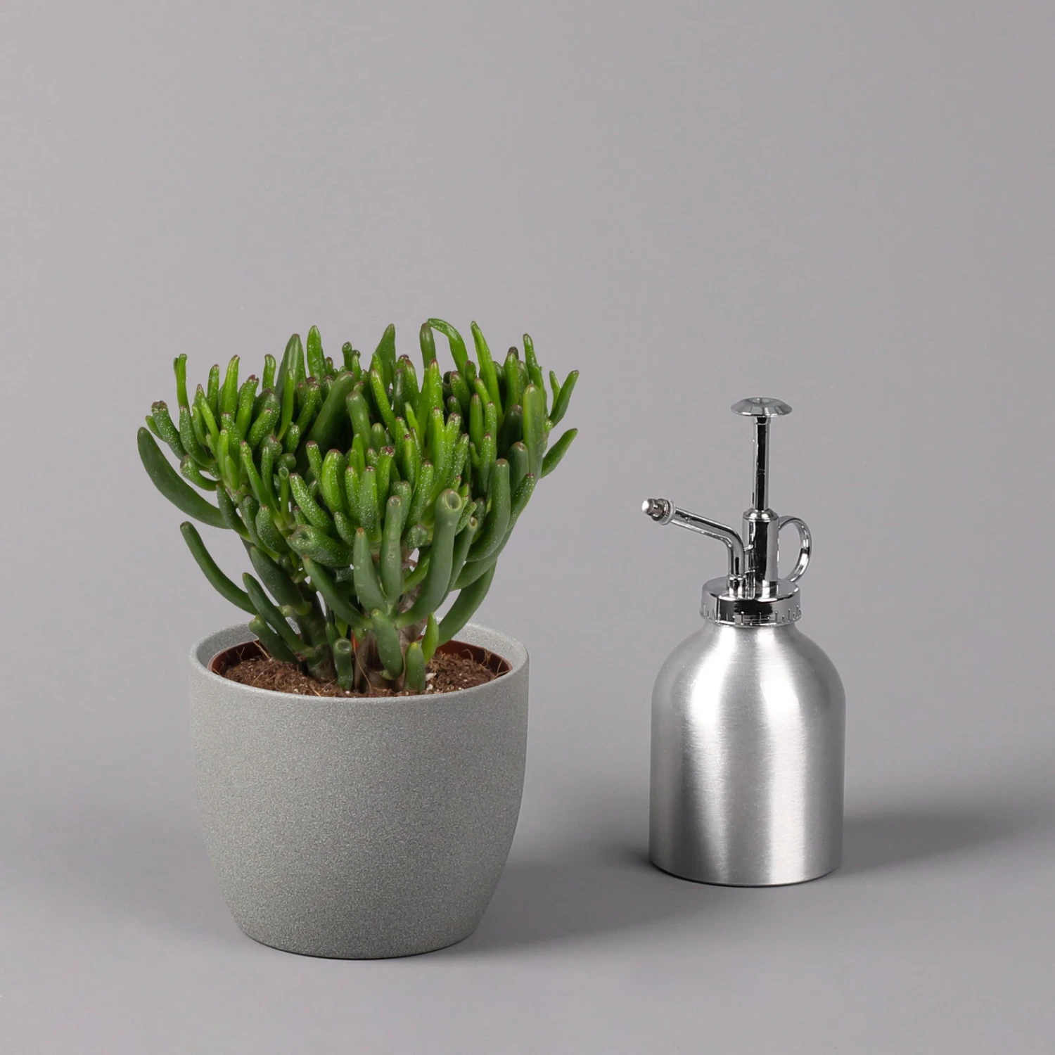 Geldbaum, Verschiedene Formen, Topf-Ø 12 Cm, Höhe Ca. 20 Cm, 3er-Set 4 Geldbaum, Verschiedene Formen, Topf-Ø 12 Cm, Höhe Ca. 20 Cm, 3er-Set - Image 4