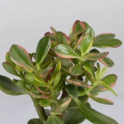 Geldbaum In Keramiktopf Anthrazit, Verschiedene Formen, Topf-Ø 12cm, 3er-Set -Zimmer & Garten Verkäufe 0250103046 Crassula ovata Sorte nach Verfuegbarkeit 6