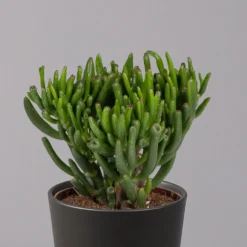 Geldbaum In Keramiktopf Anthrazit, Verschiedene Formen, Topf-Ø 12cm, 3er-Set -Zimmer & Garten Verkäufe 0250103050 Crassula ov Topf Dallas anthrazit 3er Set 3