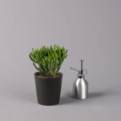 Geldbaum In Keramiktopf Anthrazit, Verschiedene Formen, Topf-Ø 12cm, 3er-Set -Zimmer & Garten Verkäufe 0250103050 Crassula ov Topf Dallas anthrazit 3er Set 4