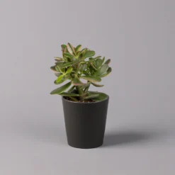 Geldbaum In Keramiktopf Anthrazit, Verschiedene Formen, Topf-Ø 12cm, 3er-Set -Zimmer & Garten Verkäufe 0250103050 Crassula ov Topf Dallas anthrazit 3er Set 5