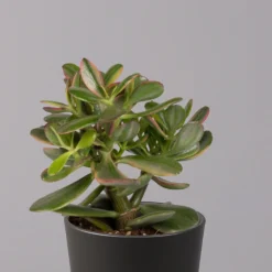 Geldbaum In Keramiktopf Anthrazit, Verschiedene Formen, Topf-Ø 12cm, 3er-Set -Zimmer & Garten Verkäufe 0250103050 Crassula ov Topf Dallas anthrazit 3er Set 6