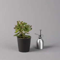 Geldbaum In Keramiktopf Anthrazit, Verschiedene Formen, Topf-Ø 12cm, 3er-Set -Zimmer & Garten Verkäufe 0250103050 Crassula ov Topf Dallas anthrazit 3er Set 7