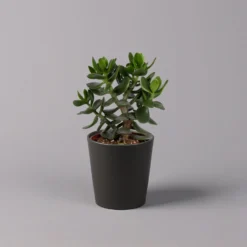 Geldbaum In Keramiktopf Anthrazit, Verschiedene Formen, Topf-Ø 12cm, 3er-Set -Zimmer & Garten Verkäufe 0250103050 Crassula ov Topf Dallas anthrazit 3er Set 8