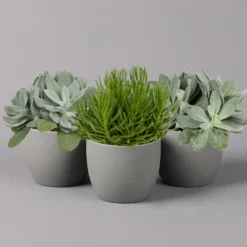 Senecio, Verschiedene Arten Nach Verfügbarkeit, Topf-Ø 12 Cm, 3er-Set