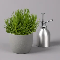 Senecio, Verschiedene Arten Nach Verfügbarkeit, Topf-Ø 12 Cm, 3er-Set -Zimmer & Garten Verkäufe 0250103089 Senecio Mix 12cm 3er Set 3