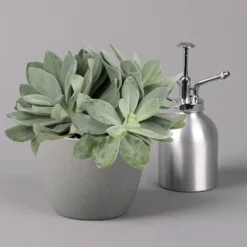 Senecio, Verschiedene Arten Nach Verfügbarkeit, Topf-Ø 12 Cm, 3er-Set -Zimmer & Garten Verkäufe 0250103089 Senecio Mix 12cm 3er Set 5