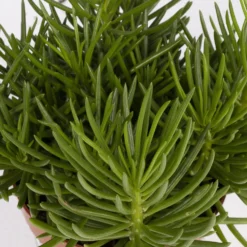 Senecio, Verschiedene Arten Nach Verfügbarkeit, Topf-Ø 12 Cm, 3er-Set -Zimmer & Garten Verkäufe 0250103089 Senecio Mix 3er Set 3