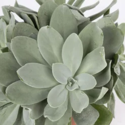 Senecio, Verschiedene Arten Nach Verfügbarkeit, Topf-Ø 12 Cm, 3er-Set -Zimmer & Garten Verkäufe 0250103089 Senecio Mix 3er Set 6