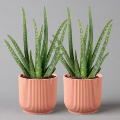Aloe Vera In Übertopf Vibes Rosa, Topf-Ø 12 Cm, Höhe Ca. 35 Cm, 2er-Set