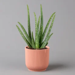 Aloe Vera In Übertopf Vibes Rosa, Topf-Ø 12 Cm, Höhe Ca. 35 Cm, 2er-Set 9 Aloe Vera In Übertopf Vibes Rosa, Topf-Ø 12 Cm, Höhe Ca. 35 Cm, 2er-Set -Zimmer & Garten Verkäufe 0250103387 aloe vera in uebertopf rosa 2er Set Elho Vibes 124893