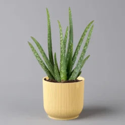 Aloe Vera In Übertopf Vibes Gelb, Topf-Ø 12 Cm, Höhe Ca. 35 Cm, 2er-Set -Zimmer & Garten Verkäufe 0250103389 Aloe vera in uebertopf gelb 2er Set Elho Vibes 1 124896
