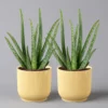 Aloe Vera In Übertopf Vibes Gelb, Topf-Ø 12 Cm, Höhe Ca. 35 Cm, 2er-Set