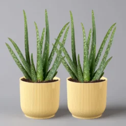 Aloe Vera In Übertopf Vibes Gelb, Topf-Ø 12 Cm, Höhe Ca. 35 Cm, 2er-Set