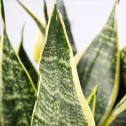 Bogenhanf 'Futura Superba', Topf-Ø 14 Cm, Höhe Ca. 45 Cm -Zimmer & Garten Verkäufe 0250200142 Sansevieria Superba