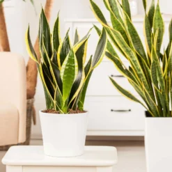 Bogenhanf 'Futura Superba', Topf-Ø 14 Cm, Höhe Ca. 45 Cm -Zimmer & Garten Verkäufe 0250200142 Sansevieria Superba1