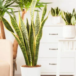 Bogenhanf, Topf-Ø 21 Cm, Höhe Ca. 80 Cm -Zimmer & Garten Verkäufe 0250200546 Sansevieria Trifasciata Laurentii3