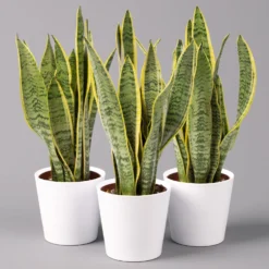 Bogenhanf In Keramiktopf Dallas Weiß, Topf-Ø 12 Cm, Höhe Ca. 30-45 Cm, 3er-Set