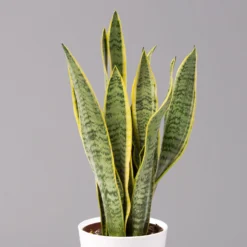 Bogenhanf In Keramiktopf Dallas Weiß, Topf-Ø 12 Cm, Höhe Ca. 30-45 Cm, 3er-Set -Zimmer & Garten Verkäufe 0250200713 Sansev Laurentii Dallas weiss 2