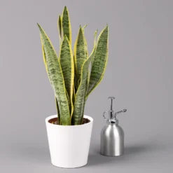 Bogenhanf In Keramiktopf Dallas Weiß, Topf-Ø 12 Cm, Höhe Ca. 30-45 Cm, 3er-Set -Zimmer & Garten Verkäufe 0250200713 Sansev Laurentii Dallas weiss 3