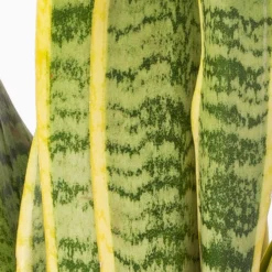 Bogenhanf In Keramiktopf Dallas Weiß, Topf-Ø 12 Cm, Höhe Ca. 35-45cm, 2er-Set -Zimmer & Garten Verkäufe 0250200713 Sansev Laurentii Dallas weiss 4 1