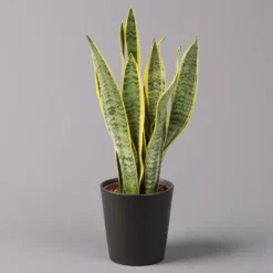 Ausgewählte Produkte -Zimmer & Garten Verkäufe 0250200718 Sansev Laurentii Dallas anthrazit 1 1