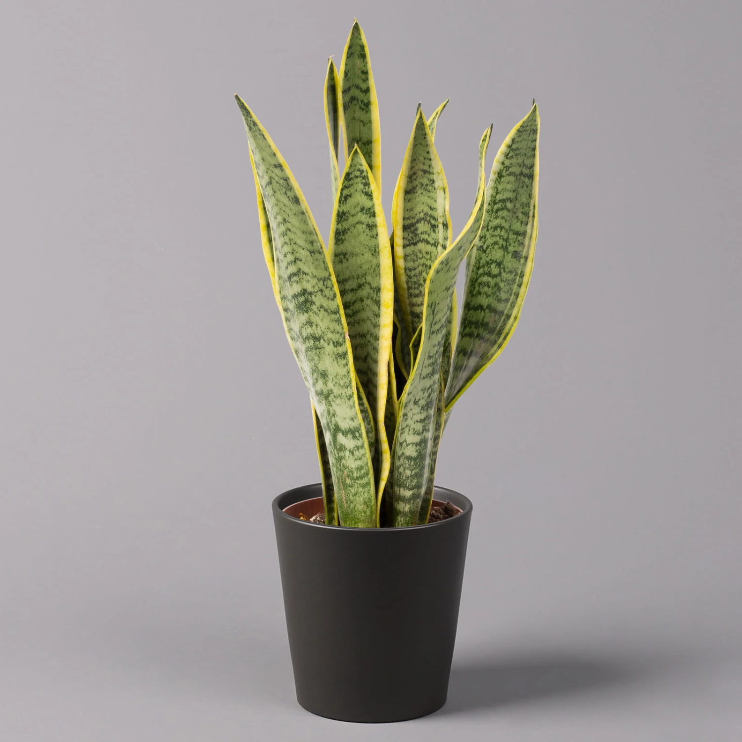 Bogenhanf In Keramiktopf Dallas Anthrazit, Topf-Ø 12 Cm, 2er-Set 2 Bogenhanf In Keramiktopf Dallas Anthrazit, Topf-Ø 12 Cm, 2er-Set – Bild 2